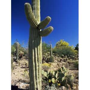 Saguaro Cacti, Arizona Sonora Desert Museum, Tucson, Arizona, United 