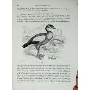  CassellS Birds C1870 Nile Goose Swimmers Chenalopex