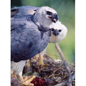  Harpy Eagle, Delivering Fresh Tambopata Kill, Tambopata 