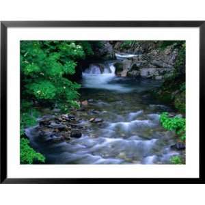 River in Springtime in Aomori Ken, Shirakami Sanghi, Japan Photography 