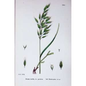    Botany Plants C1902 Soft Brome Grass Bromus Mollis