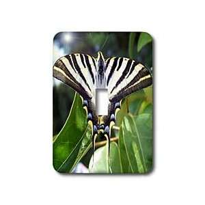   lantana, pear tree swallowtail, sail swallowtail   Light Switch Covers