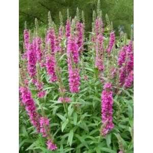  1000 PINK WINGED LOOSESTRIFE Lythrum Alatum Flower Seeds 