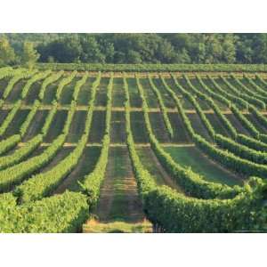  Vineyard Near Monbazillac, Dordogne, Aquitaine, France 