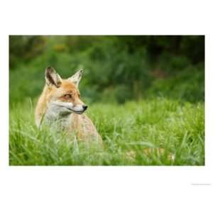  Red Fox Sitting in Long Green Grass, Sussex, UK Stretched 