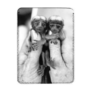  Twin cotton topped Tamarin monkeys   iPad Cover 