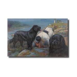  Newfoundland Dogs Rescue A Shipwreck Victim From Icy 