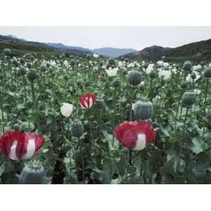 Pathan Opium Poppy Fields Flowering in the Khanpur Valley Photographic 