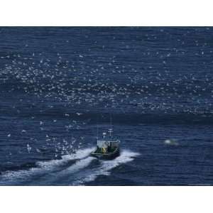 Northern Gannets Soar Above a Boat Cruising on the Atlantic Ocean 