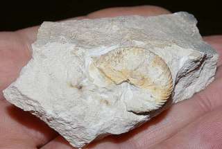   Cretaceous, Maastrichtian. Dimension matrix 60x45m, ammonite 20mm