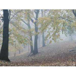  Autumnal View of a Forest with Thick Fog and Haze in 