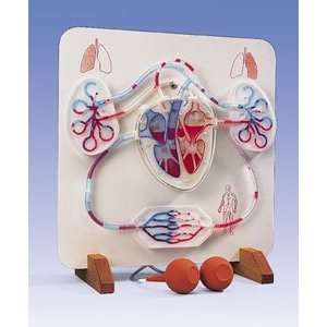 Functional Heart & Circulatory System  Industrial 