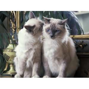 Two Birman Cats Sitting on Furniture, Interacting Premium Poster Print 