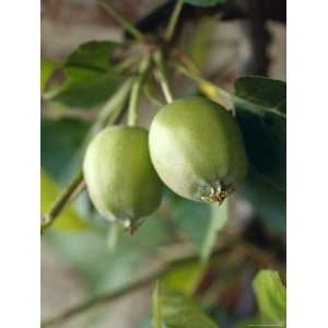  Unripe Royal Gala Apples Growing on a Branch Limb, North 