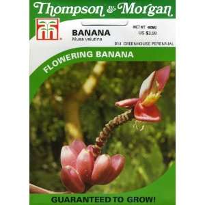  Thompson & Morgan 914 Banana Musa velutina Seed Packet 
