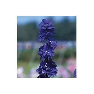  Davids Non Hybrid Flower Larkspur Sublime Dark Blue 50 