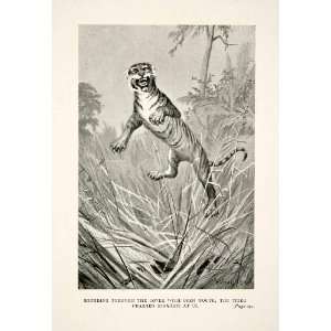 1900 Print Jumping Tiger Attack Jungle Wildlife Animals John Wimbush 