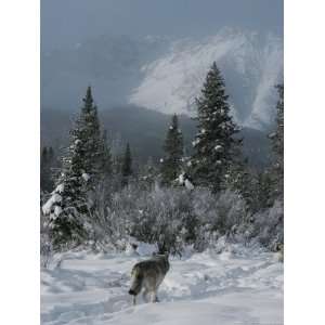  Gray Wolf, Canis Lupus, Passes Through a Snowy Mountain 