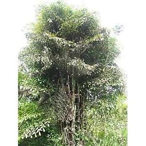  Caryota mitis   wholesale SPECIAL 10,000 palm seeds Patio 