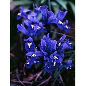  Dark Blue Rockgarden Iris 20 Bulbs  Very Hardy Multiply 