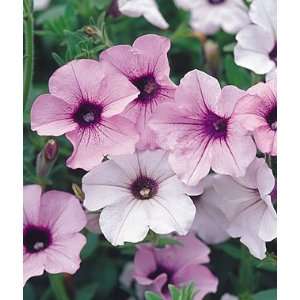  Petunia, Tidal Wave Silver Hybrid 1 Pkt. (15 seeds) Patio 