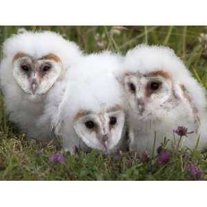  Barn Owl (Tyto Alba) Chicks in Captivity, Cumbria, England 