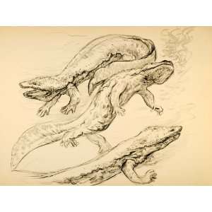  1944 Print Wildlife Art Giant Salamander Ernst Denzler 