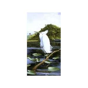 Ray Harm   Snowy Egret 