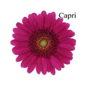  Capri Mini Gerbera Daisies   140 Stems Arts, Crafts 