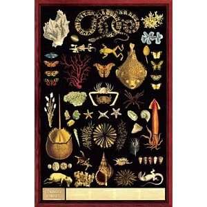  Curiosity Cabinet Poster Laminated