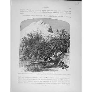   Palestine 1881 Gathering Figs Barada Ain Fijeh Hills