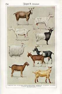 1900 GOAT GOATS Antique Litho Print  