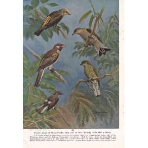 1954 Orange rumped Malayan Sharp billed Spotted and Greater Honey 