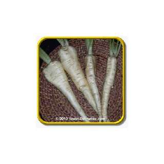  1 Oz Parsnip Seeds   All American Bulk Vegetable Seeds 