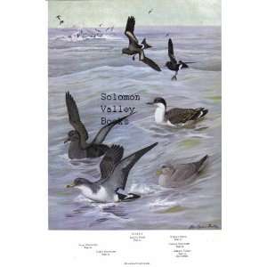   Birds) Cormorant, Gannet & Shearwater, Petret, Fulmar