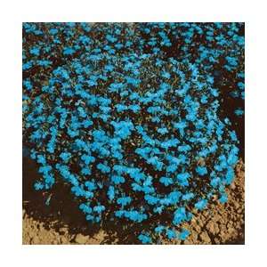  200 CAMBRIDGE BLUE LOBELIA Erinus Flower Seeds Patio 
