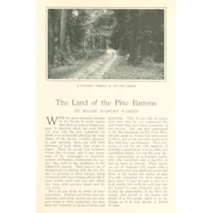  1912 Pine Barrens Carolina Pines Blue Ridge Mountains 