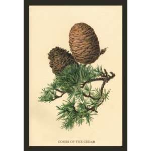  Cones of the Cedar