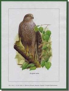 Andre Buzin bird prints Limited Edition Sparrowhawk 100  