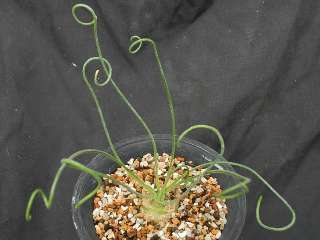 Albuca Spiralis / Astrophytum / Ariocarpus / Haworthia  