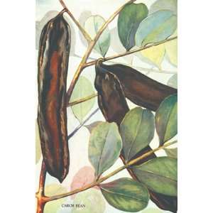  Carob Bean   Poster (12x18)