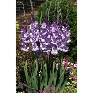  Gladiola Great Lakes 14 up cm. 100 pack Patio, Lawn 