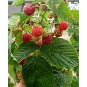  RASPBERRY HERITAGE / 1 gallon Potted Patio, Lawn & Garden