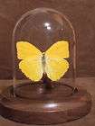4X7 inch domes, 4X4 inch domes items in Butterfly Domes 