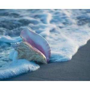  Ruth Burke   Conch In Surf Canvas