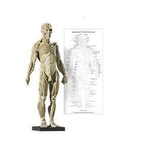  Male Anatomy Figure version 1 