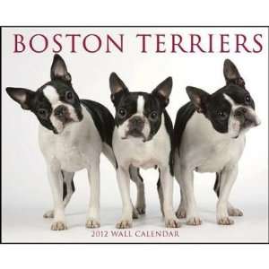  Boston Terriers 2012 Wall Calendar