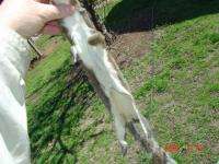 Grey Squirrel pelt nice super soft tanned leather.skin.  