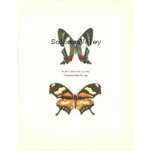 10 Ancluris Formoissima & Protogonius Drurii Butterfly Colour 