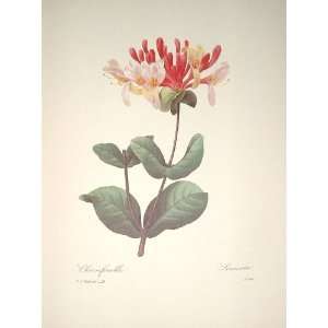  Redoute Botanical Print #21 Sweet Honeysuckle Everything 